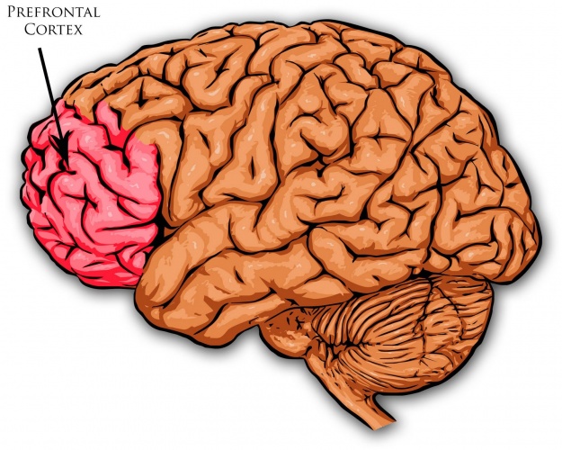 The prefrontal cortex, which wraps around the front of your brain.