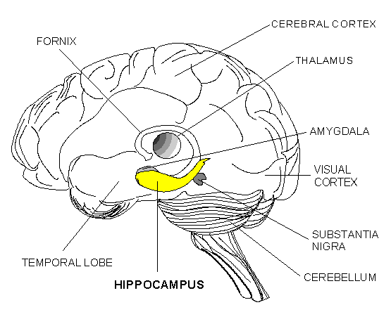 Das Hippocampus unseres Gehirns