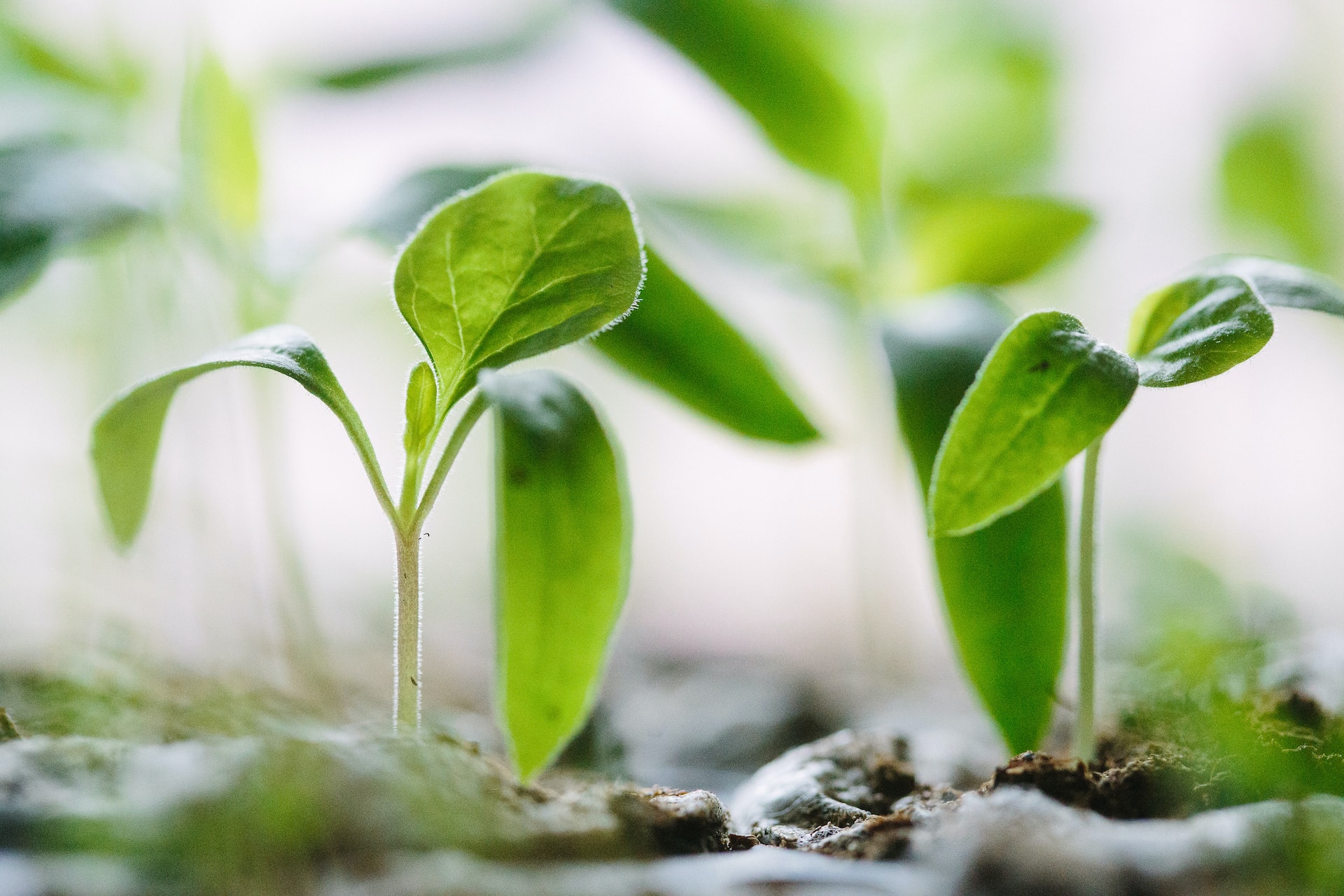 Plant growing from soil, signifying business growth